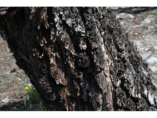 Cercocarpus ledifolius var. intercedens (Curl-leaf mountain mahogany) #72906