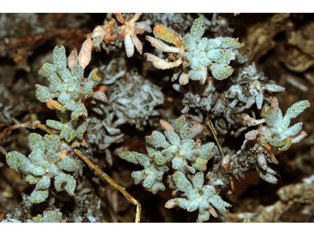 Eriogonum cusickii (Cusick's buckwheat) #51619