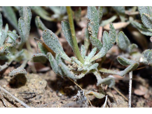 Eriogonum cusickii (Cusick's buckwheat) #51620