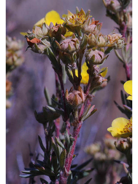 Dasiphora fruticosa (Shrubby cinquefoil) #72947
