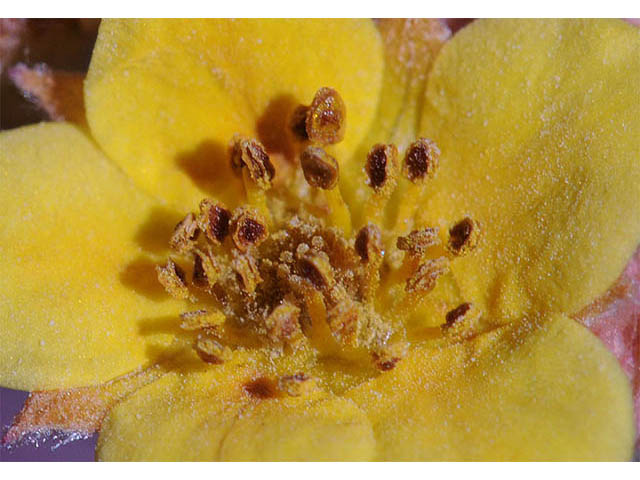 Dasiphora fruticosa (Shrubby cinquefoil) #72956