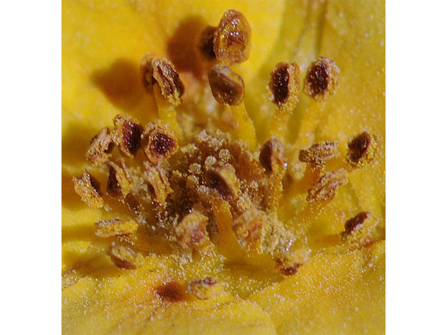 Dasiphora fruticosa (Shrubby cinquefoil) #72957