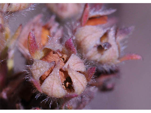 Dasiphora fruticosa (Shrubby cinquefoil) #72963