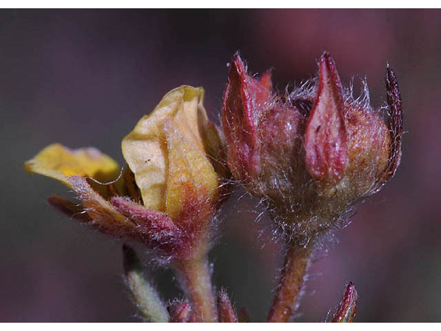 Dasiphora fruticosa (Shrubby cinquefoil) #72965