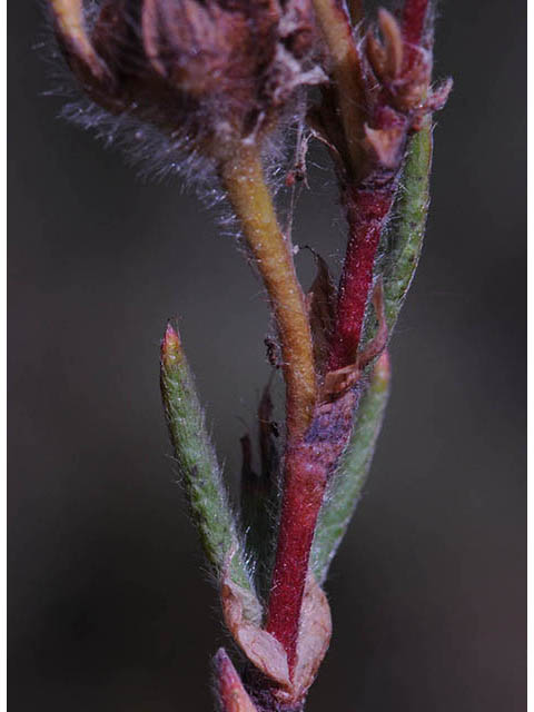 Dasiphora fruticosa (Shrubby cinquefoil) #72966