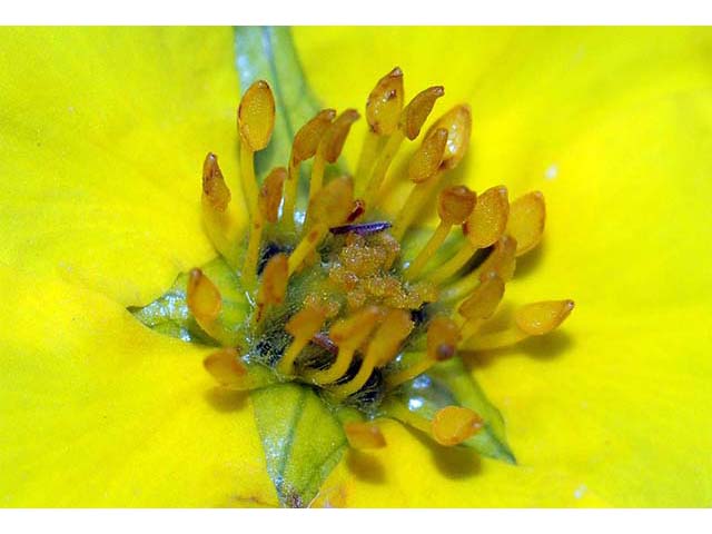 Dasiphora fruticosa (Shrubby cinquefoil) #72971