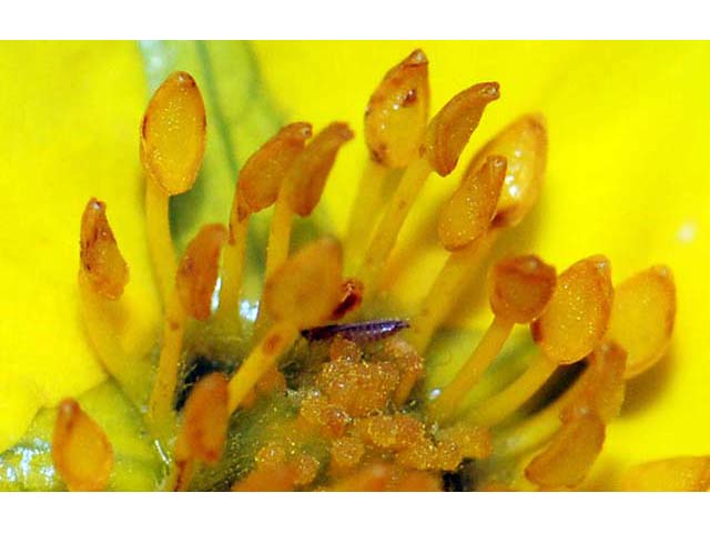 Dasiphora fruticosa (Shrubby cinquefoil) #72972