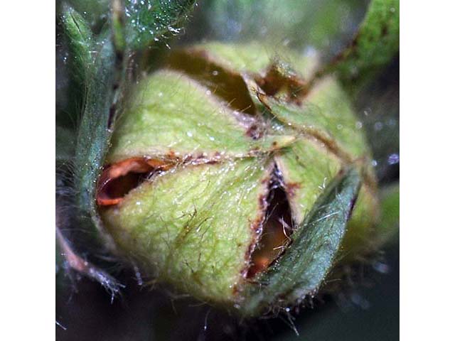 Dasiphora fruticosa (Shrubby cinquefoil) #72973