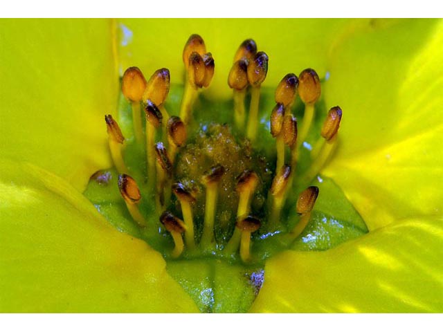 Dasiphora fruticosa (Shrubby cinquefoil) #72981