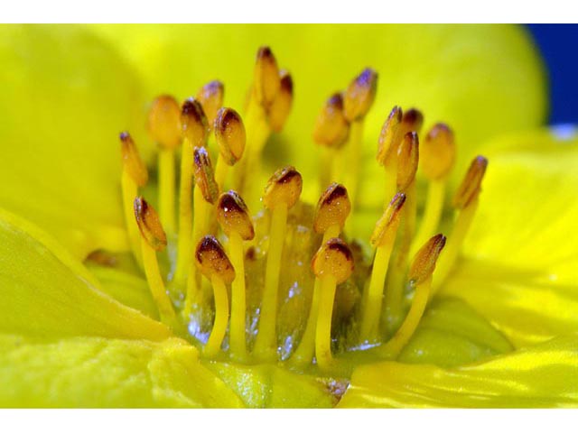 Dasiphora fruticosa (Shrubby cinquefoil) #72983