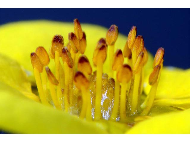 Dasiphora fruticosa (Shrubby cinquefoil) #72985