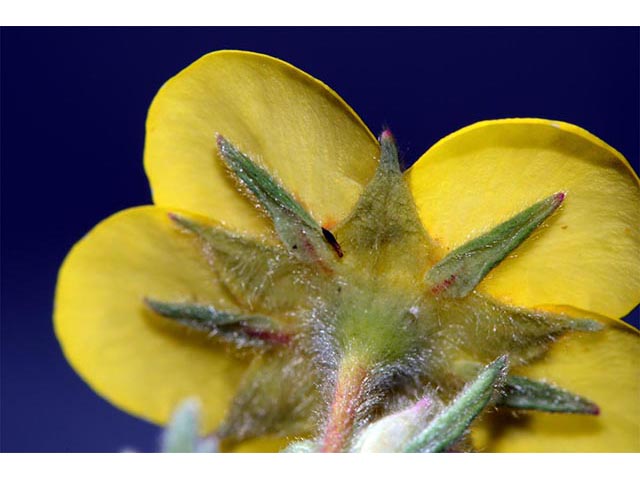 Dasiphora fruticosa (Shrubby cinquefoil) #72986