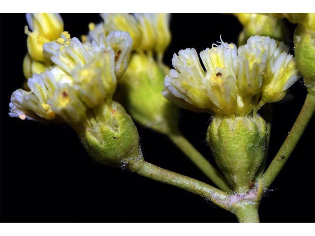 Eriogonum cusickii (Cusick's buckwheat) #51631