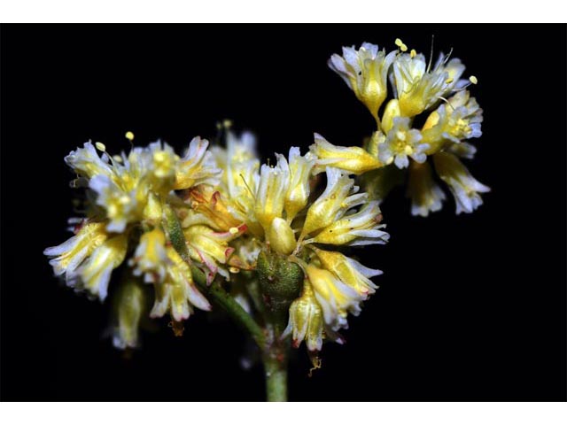 Eriogonum cusickii (Cusick's buckwheat) #51632