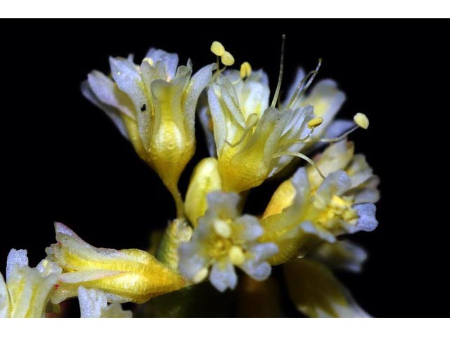 Eriogonum cusickii (Cusick's buckwheat) #51633