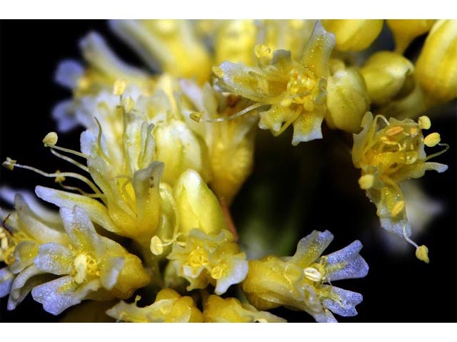 Eriogonum cusickii (Cusick's buckwheat) #51635