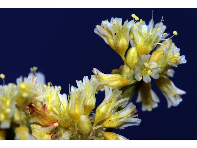 Eriogonum cusickii (Cusick's buckwheat) #51636