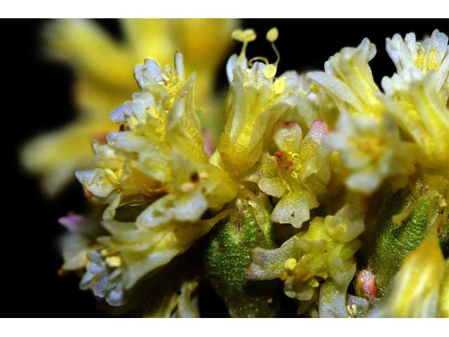 Eriogonum cusickii (Cusick's buckwheat) #51637