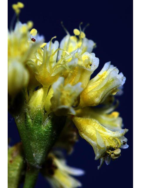 Eriogonum cusickii (Cusick's buckwheat) #51638