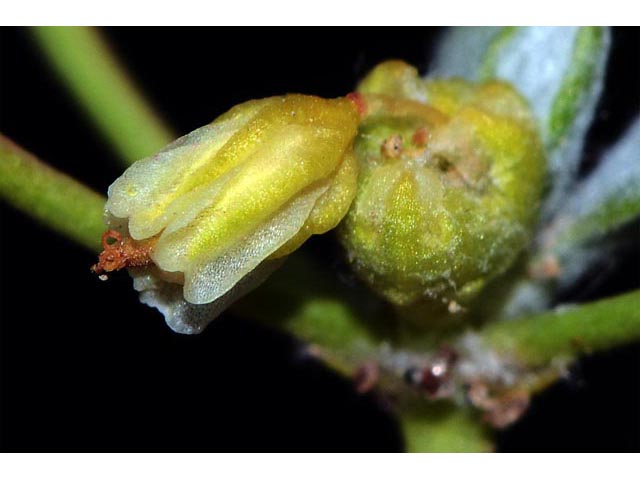 Eriogonum cusickii (Cusick's buckwheat) #51640