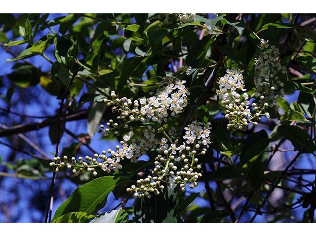 Prunus serotina (Black cherry) #73142