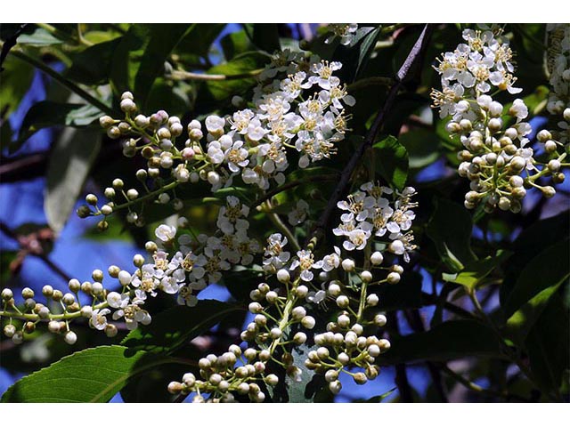 Prunus serotina (Black cherry) #73143