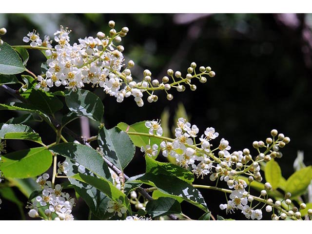 Prunus serotina (Black cherry) #73144
