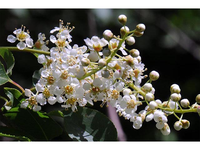 Prunus serotina (Black cherry) #73145