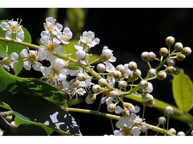 Prunus serotina (Black cherry) #73146