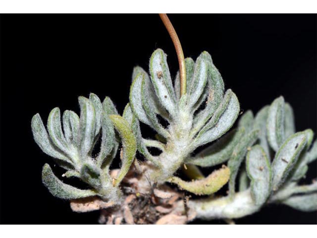 Eriogonum cusickii (Cusick's buckwheat) #51643