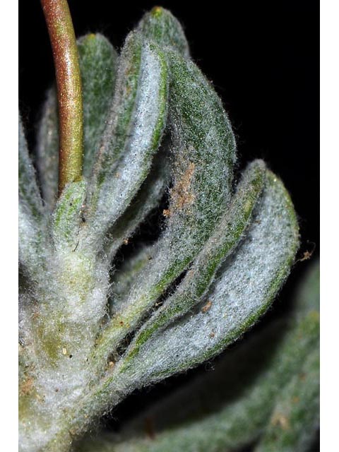 Eriogonum cusickii (Cusick's buckwheat) #51644