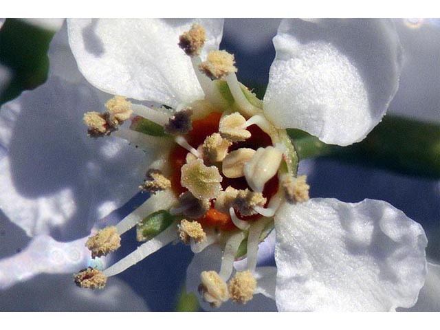 Prunus serotina (Black cherry) #73163