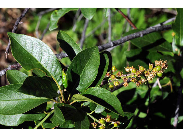 Prunus virginiana var. melanocarpa (Black chokecherry) #73165