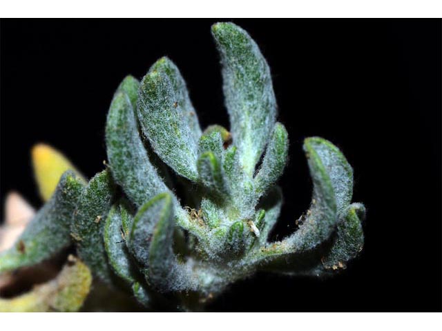 Eriogonum cusickii (Cusick's buckwheat) #51645
