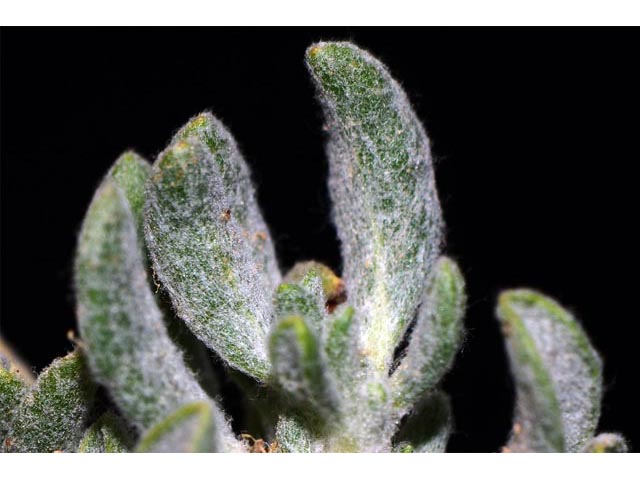Eriogonum cusickii (Cusick's buckwheat) #51646