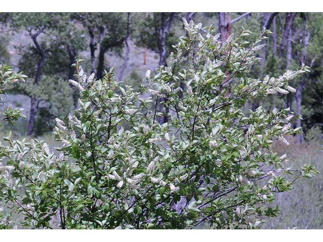Prunus virginiana var. melanocarpa (Black chokecherry) #73178