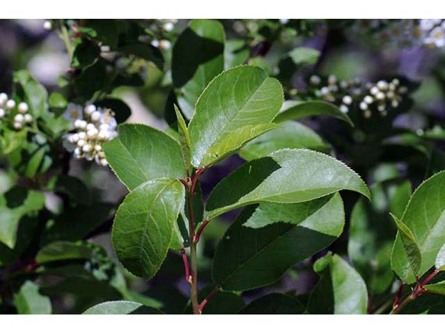 Prunus virginiana var. melanocarpa (Black chokecherry) #73190