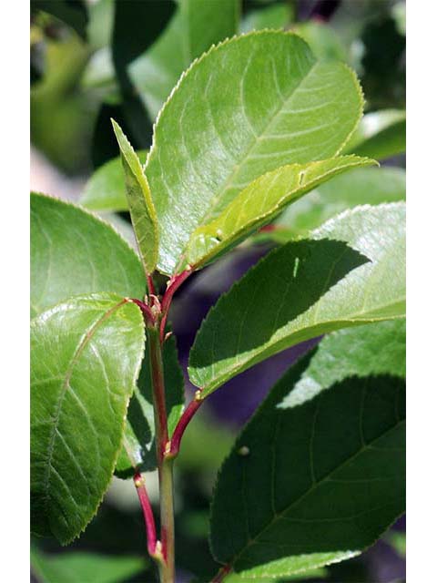Prunus virginiana var. melanocarpa (Black chokecherry) #73191