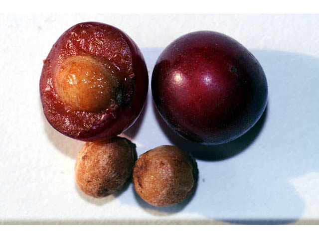 Prunus virginiana var. virginiana (Chokecherry) #73197