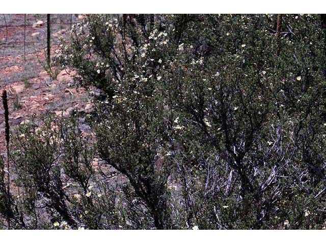 Purshia stansburiana (Stansbury cliffrose) #73207