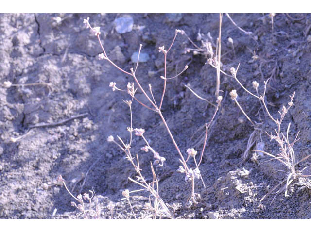 Eriogonum dasyanthemum (Chaparral buckwheat) #51649