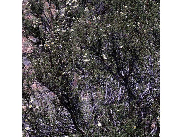 Purshia stansburiana (Stansbury cliffrose) #73208