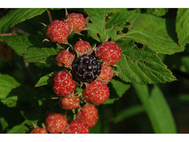 Rubus occidentalis (Black raspberry) #73225