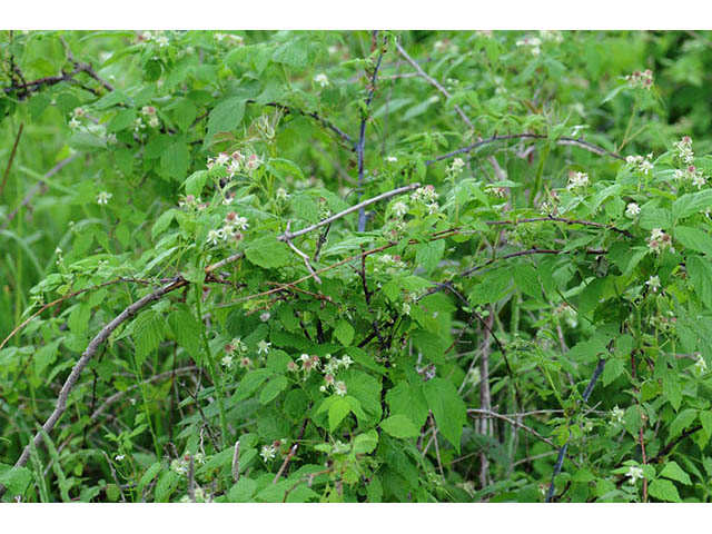 Rubus occidentalis (Black raspberry) #73226