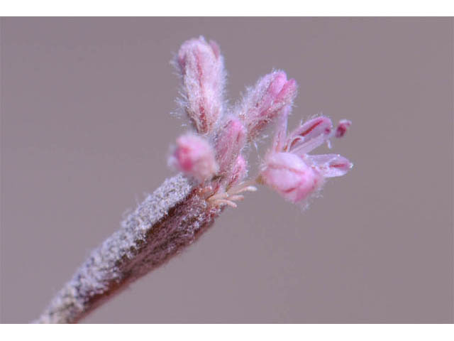 Eriogonum dasyanthemum (Chaparral buckwheat) #51651