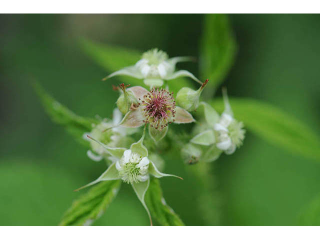 Rubus occidentalis (Black raspberry) #73228