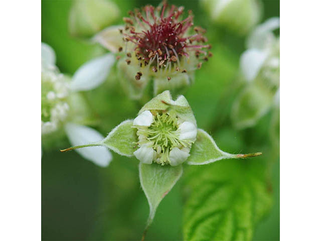 Rubus occidentalis (Black raspberry) #73229