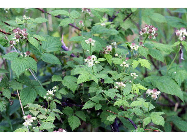Rubus occidentalis (Black raspberry) #73234