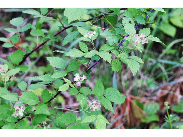 Rubus occidentalis (Black raspberry) #73235