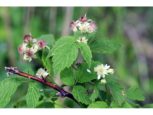 Rubus occidentalis (Black raspberry) #73237